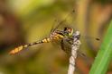 Nannophya australis male-1856